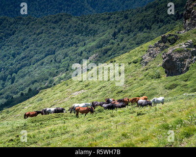 Troupeau de chevaux sauvages dans les montagnes, Bulgarie Banque D'Images