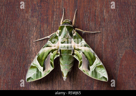 Vue aérienne d'un faucon d'oléandre-papillon sur une table en bois, de l'Indonésie Banque D'Images