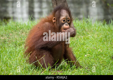 Bébé mange de l'herbe, de l'orang-outan de Bornéo, Indonésie Banque D'Images