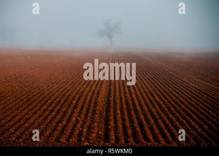 Arbre isolé dans un champ labouré, Nebbia, Alessandria, Piémont, Italie Banque D'Images