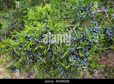 Cèdre rouge de l'affichage de la direction générale du sud de jeunes feuilles charnues avec jeunes cônes bleus 'Juniperus silicicola' . Banque D'Images