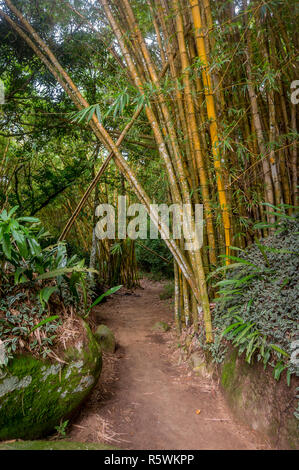 Chemin traverse une forêt de bambou à Ilha Grande, Brésil Banque D'Images