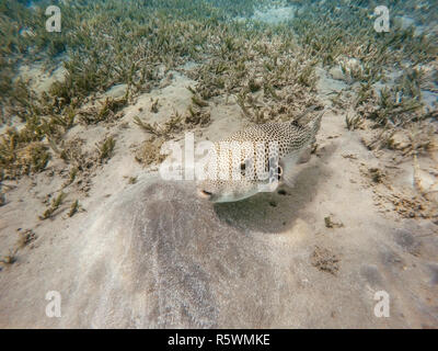 Le poisson-globe stellaire (Arothron stellatus) Banque D'Images