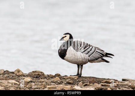 Bernache nonnette, adultes Branta leucopsis, à Russebuhkta, Edgeøya, archipel du Svalbard, Norvège. Banque D'Images