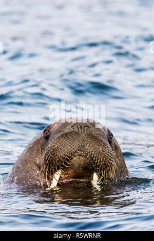 Morse de l'homme portrait, Odobenus rosmarus rosmarus, chef détail à Russebuhkta, Edgeøya, Svalbard, Norvège. Banque D'Images