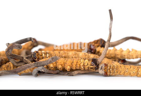 Groupe d'Ophiocordyceps sinensis ou champignons cordyceps c'est un contexte isolé sur les herbes. Propriétés médicinales dans le traitement des maladies. Nati Banque D'Images