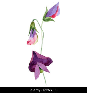 Fleurs de pois rouge. Pois de l'élément isolé d'illustration. Illustration à l'aquarelle sur fond blanc. Banque D'Images