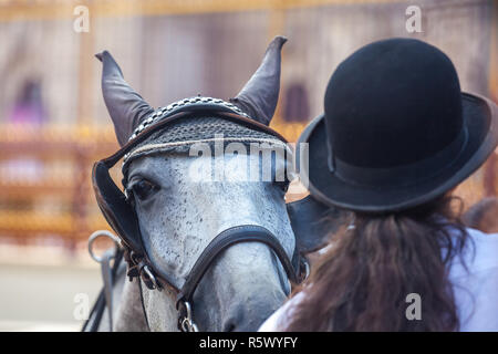 Détail de la tête de cheval pommelé attelés, Vienne, Autriche. Banque D'Images