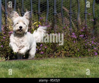 West Highland White Terrier s'exécutant dans l'herbe verte. Banque D'Images