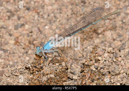 Danseuse en poudre, Argia moesta, femme Banque D'Images