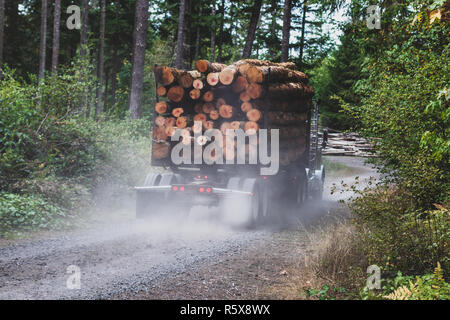 Transport par camion d'exploitation forestière une pleine charge vers le bas d'un chemin de terre poussiéreux dans la forêt Banque D'Images