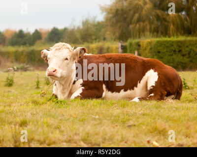 Beau plan de profil de vache brune au repos sur l'herbe farm field Banque D'Images