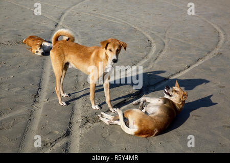 Les chiens sans maître de l'itinérance sur la mer plage de l'île Saint Martin. Cox's Bazar (Bangladesh). Banque D'Images
