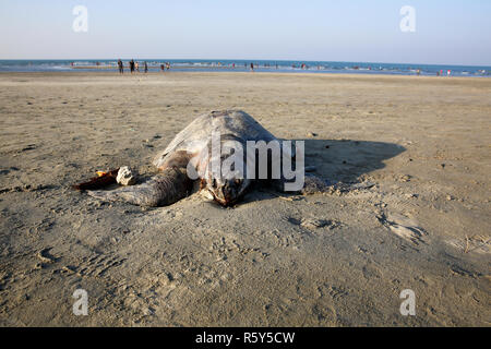 Une tortue de mer morte échouée sur la plage de l'île de Saint Martin. Cox's Bazar (Bangladesh). Banque D'Images