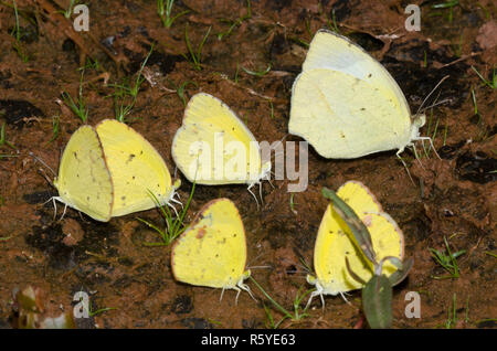 Mexican Yellow, Abaeis mexicana, et Little Yellow, Pyrisitia lisa, boue-puddling Banque D'Images