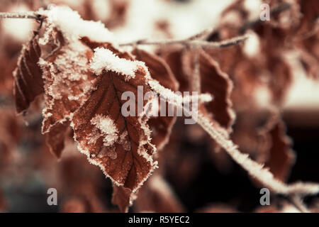 Belles feuilles d'automne dans les premières neiges. feuilles congelées. Fond d'hiver avec des branches d'arbre. Banque D'Images
