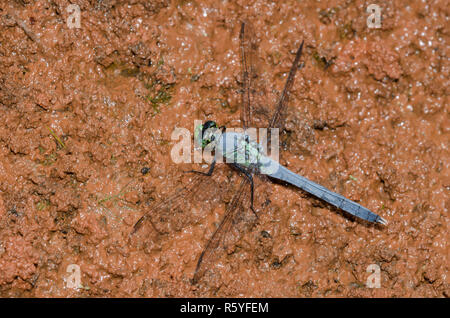 Erythemis simplicicollis Pondhawk, Orientale, homme Banque D'Images