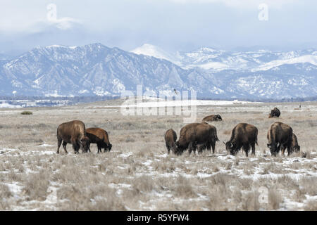 American bison dans la prairie de pâturage en hiver Banque D'Images