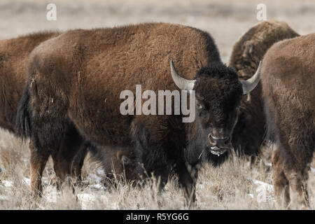 Bison d'Amérique sur les plaines en hiver Banque D'Images