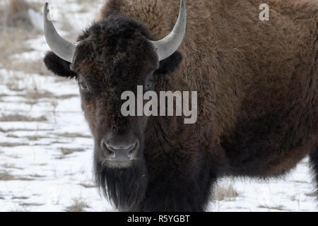 Bison d'Amérique sur les plaines en hiver Banque D'Images