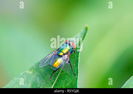 Or l'empereur fly on leaf Banque D'Images