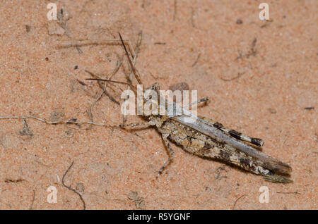 Longhorn Band, sauterelle, Psinidia fenestralis, homme Banque D'Images