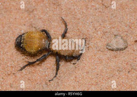 Ant de velours, Dasymutilla bioculata Banque D'Images