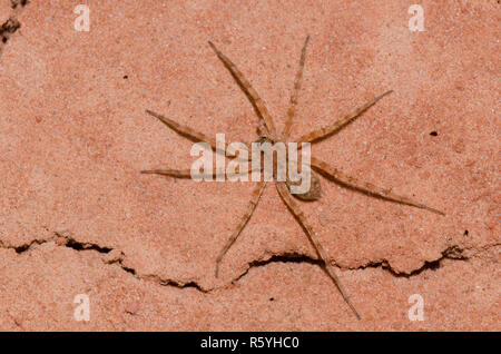 Thinlegged Wolf Spider, Pardosa sp. Banque D'Images