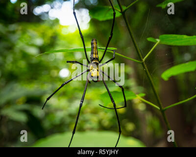 Sur Spider Spider web dans la forêt Banque D'Images