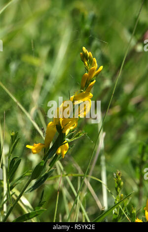 Dyer's broom (genista tinctoria) Banque D'Images