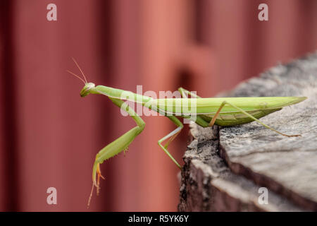 Mantis femelle est assis sur une souche d'arbre. Prédateur d'insectes mante religieuse. Banque D'Images