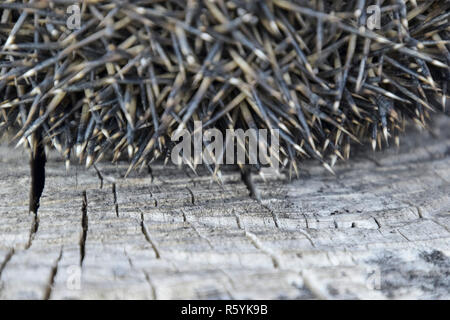 Hedgehog sur la souche d'arbre. Hedgehog recroquevillé en boule Banque D'Images