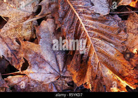 Rime sur les feuilles d'automne. sol gel à l'automne et l'hiver Banque D'Images