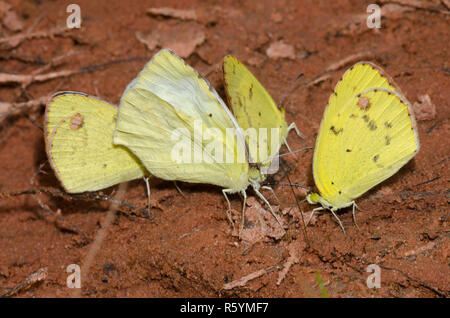 Mexican Yellow, Abaeis mexicana, et Little Yellow, Pyrisitia lisa, boue-puddling Banque D'Images