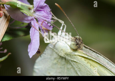 Jaune mexicain, Abaeis mexicana, nectaring de lythrum ailé, Lytrum alatum Banque D'Images