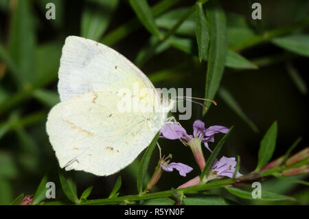 Jaune mexicain, Abaeis mexicana, nectaring de lythrum ailé, Lytrum alatum Banque D'Images