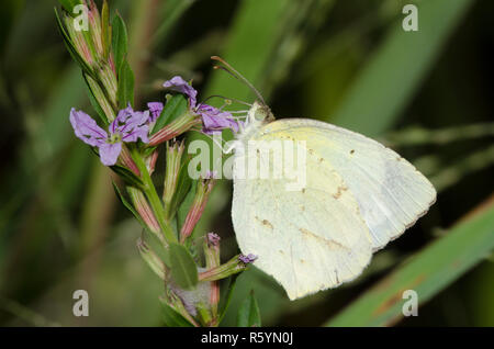 Jaune mexicain, Abaeis mexicana, nectaring de lythrum ailé, Lytrum alatum Banque D'Images