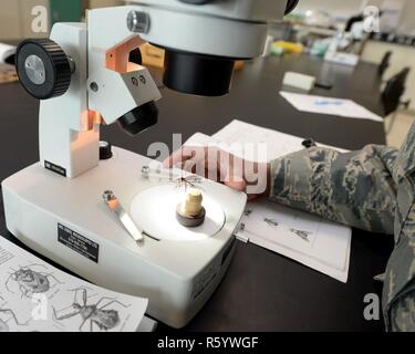 Le capitaine de l'US Air Force Caroline Brooks, United States Air Force l'École de médecine aérospatiale de la Division de l'éducation en santé publique, l'étudiant étudie un Kissing bug sous un microscope à l'intérieur du laboratoire d'entomologie à la 88e Escadron médecine aérospatiale, Wright-Patterson Air Force Base, Ohio, le 21 avril 2017. L'AMDS 88e les élèves étudient les vecteurs mécaniques d'insectes d'importance militaire et les principales maladies qu'ils transmettent. Banque D'Images