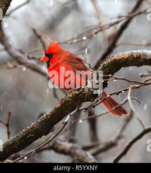 Flocons de neige qui tombent sur les mâles du Cardinal perché sur la branche d'arbre au cours de blizzard à Jester Park, Iowa, États-Unis Banque D'Images