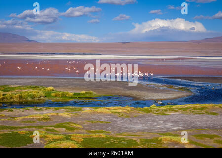 La Laguna Colorada dans sud Lipez Altiplano reserva, Bolivie Banque D'Images