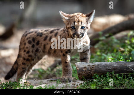 Bébé Portrait, mountain lion cougar ou puma Banque D'Images