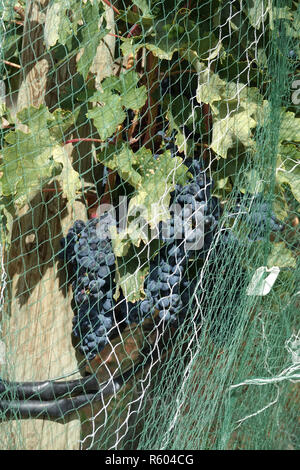 La maturation des raisins sur la vigne dans le lac Chelan Wine Valley. Banque D'Images