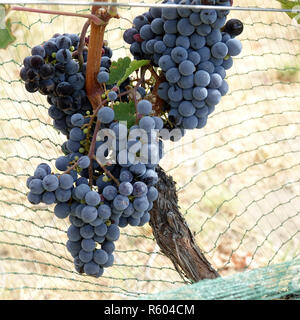 La maturation des raisins sur la vigne dans le lac Chelan Wine Valley. Banque D'Images