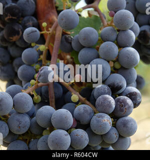 La maturation des raisins sur la vigne dans le lac Chelan Wine Valley. Banque D'Images