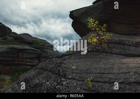 Arbre sur les rochers Banque D'Images