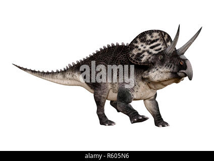 Le Rendu 3D Zuniceratops dinosaure on White Banque D'Images