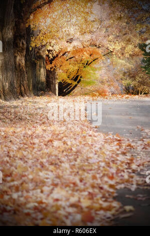 Les érables de perdre leurs feuilles à la mi-automne. Banque D'Images