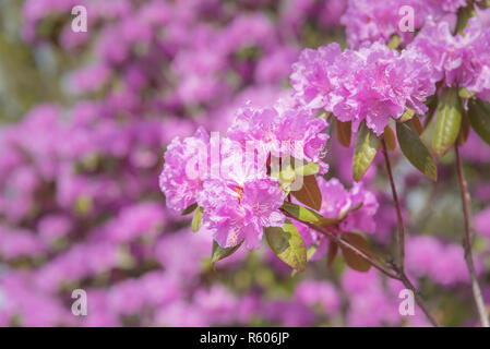 Close-up of pink rhododendron en fleurs au printemps Banque D'Images