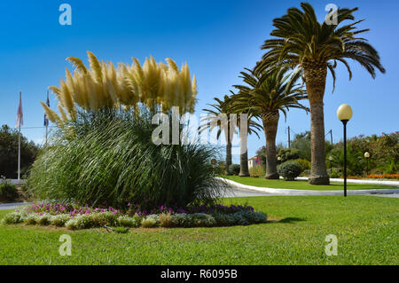 Îlot de roseaux en fleurs en face d'une rangée de palmiers Banque D'Images