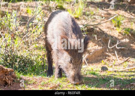 Le sanglier dans la forêt, Cazorla, Jaen, Espagne Banque D'Images